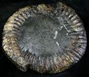 Cut Speetoniceras Ammonite From Russia - With Pyrite #28376-3